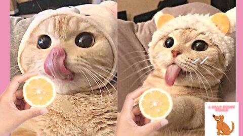 OMG 🔥 Funny Cats And Dogs Reaction To Food🍋🥴 - 😹Funny Animal Food Reaction | A Funny Silly World