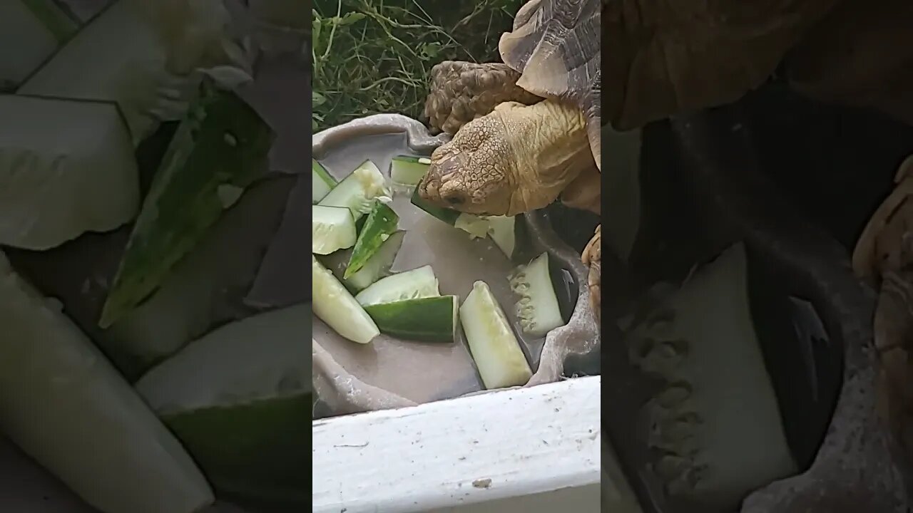 Turtle Power