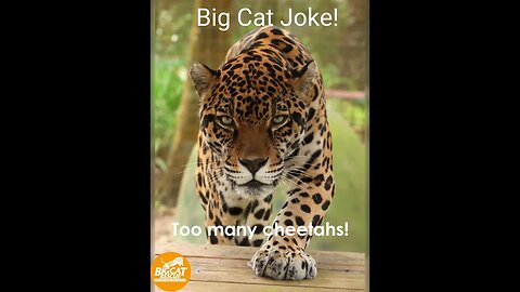 Big Cat Joke #2 Manny Jaguar telling a great joke! Tell us your thoughts in the comments👇🏻