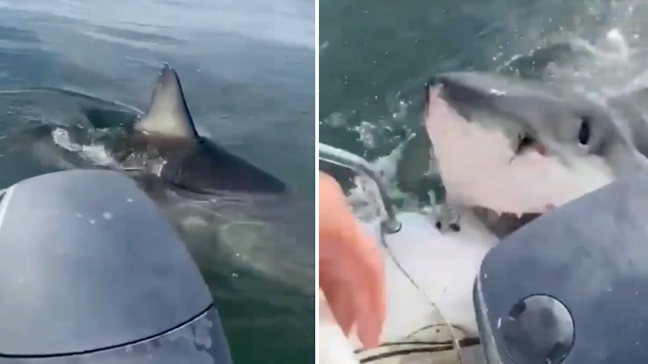 Big white shark tried to join a family vacation