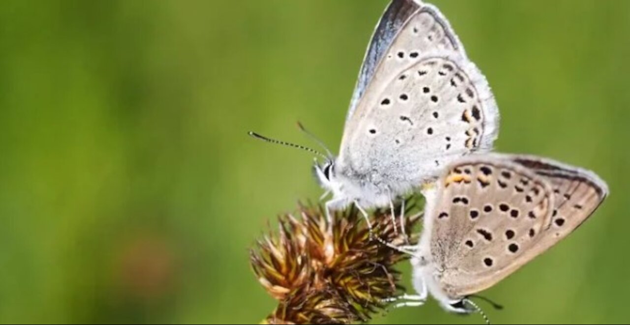 Butterflies on A Flower