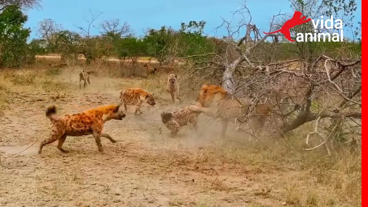 LEÃO CAPOTA AO ATACA HIENA - VIDA ANIMAL