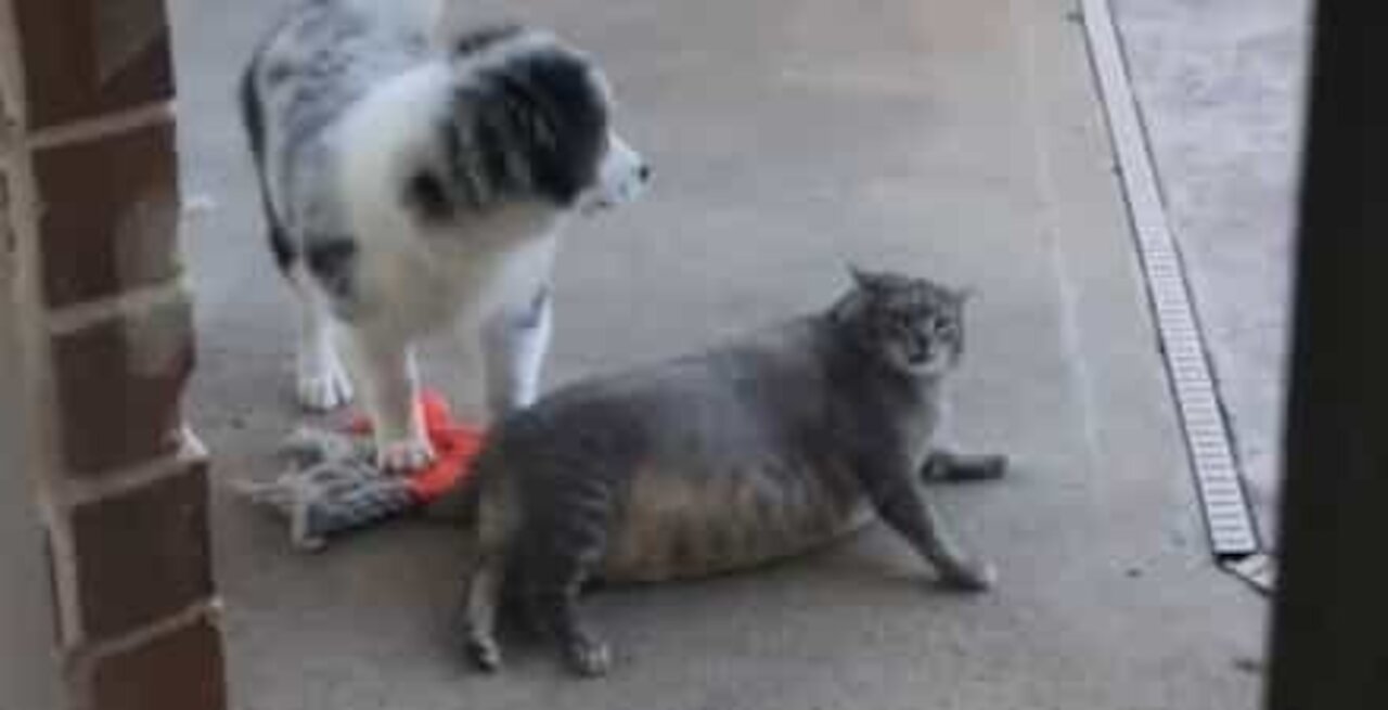 Ce chien profite du poids de ce chat pour le taquiner