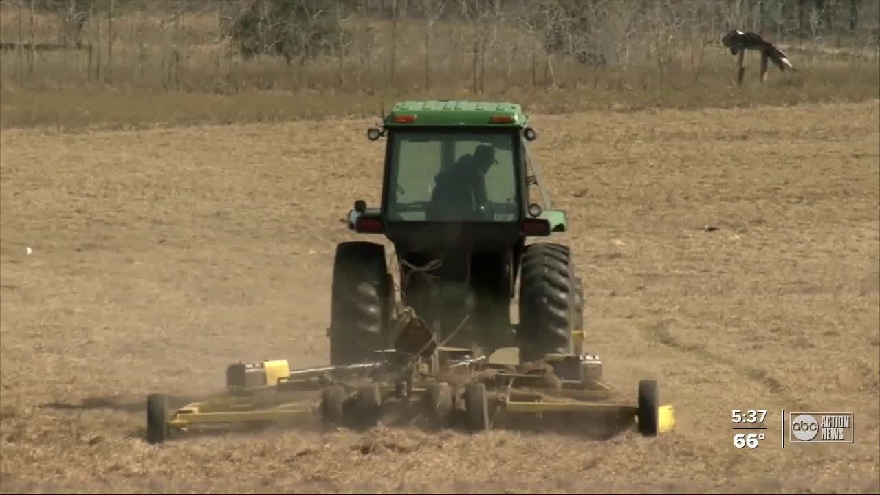 Black farmers in Tampa Bay say a long legacy of institutional racism has led to their disappearance