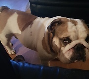 Snoring English bulldogs