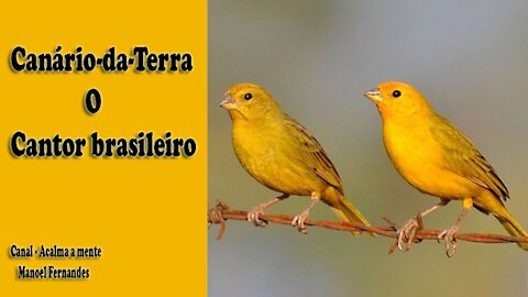 Canário-da-Terra o Cantor Brasileiro