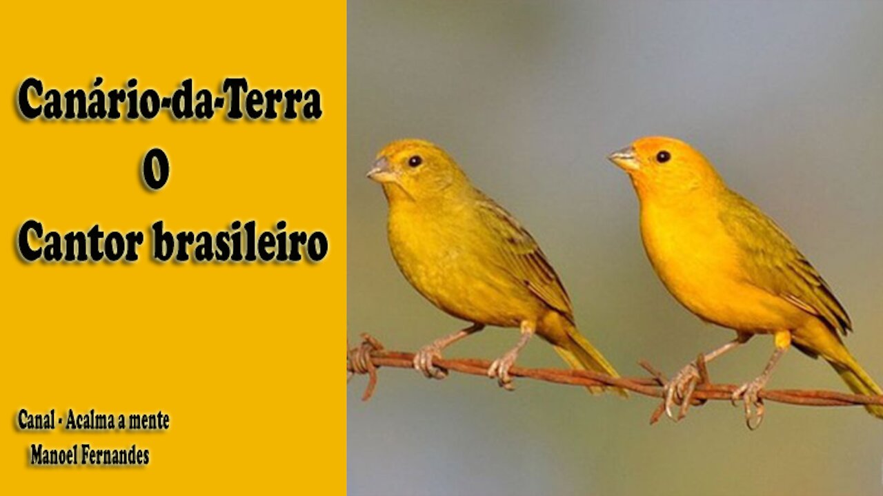 Canário-da-Terra o Cantor Brasileiro