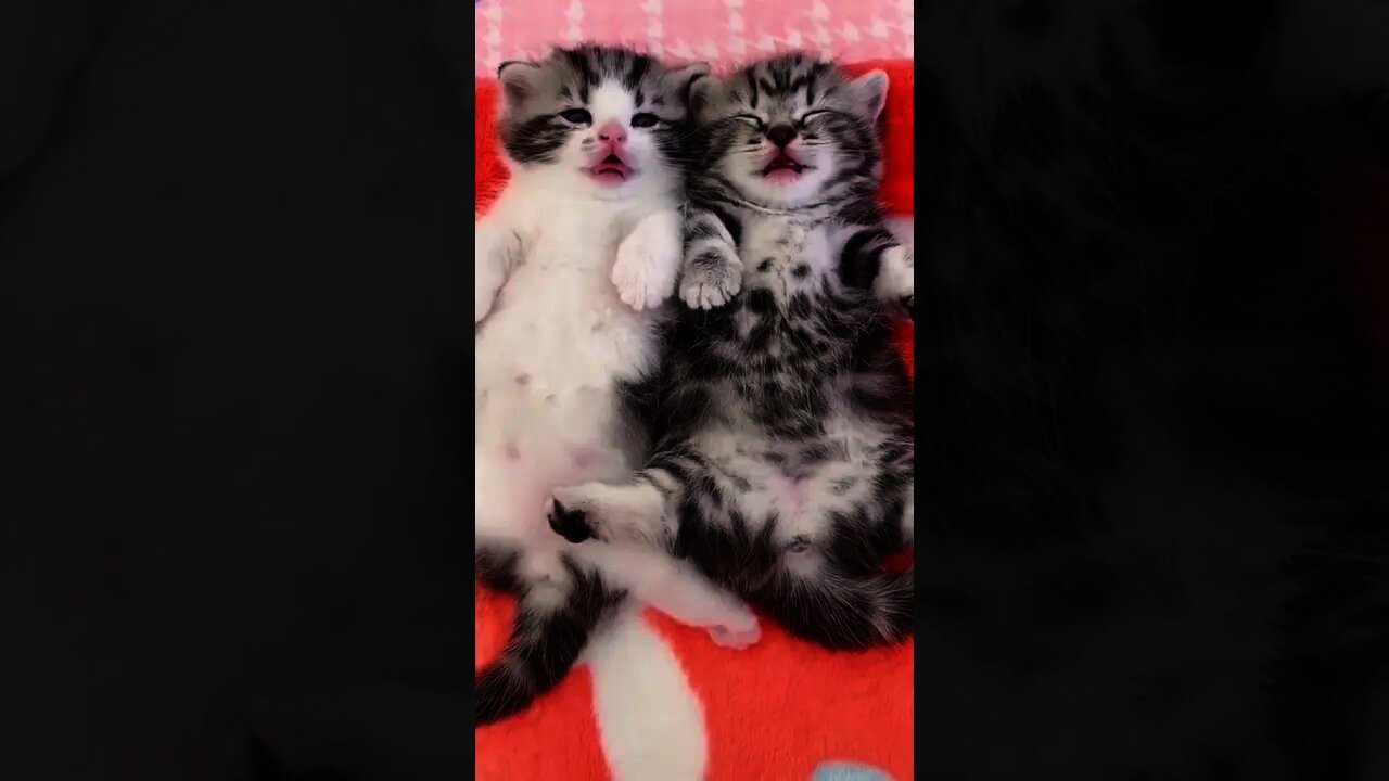 This Is The Cutest Thing i Have Ever Seen - Try Not To Laugh - Best Cats | Funny Cats Life |#Shorts