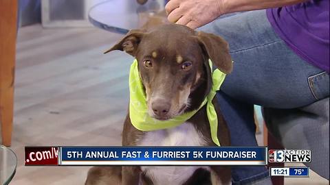 5th annual Fast and Furriest 5K Fundraiser and Festival