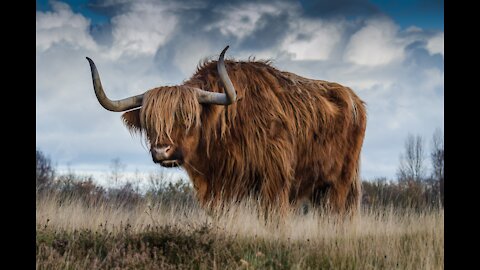 Bull fight on streets