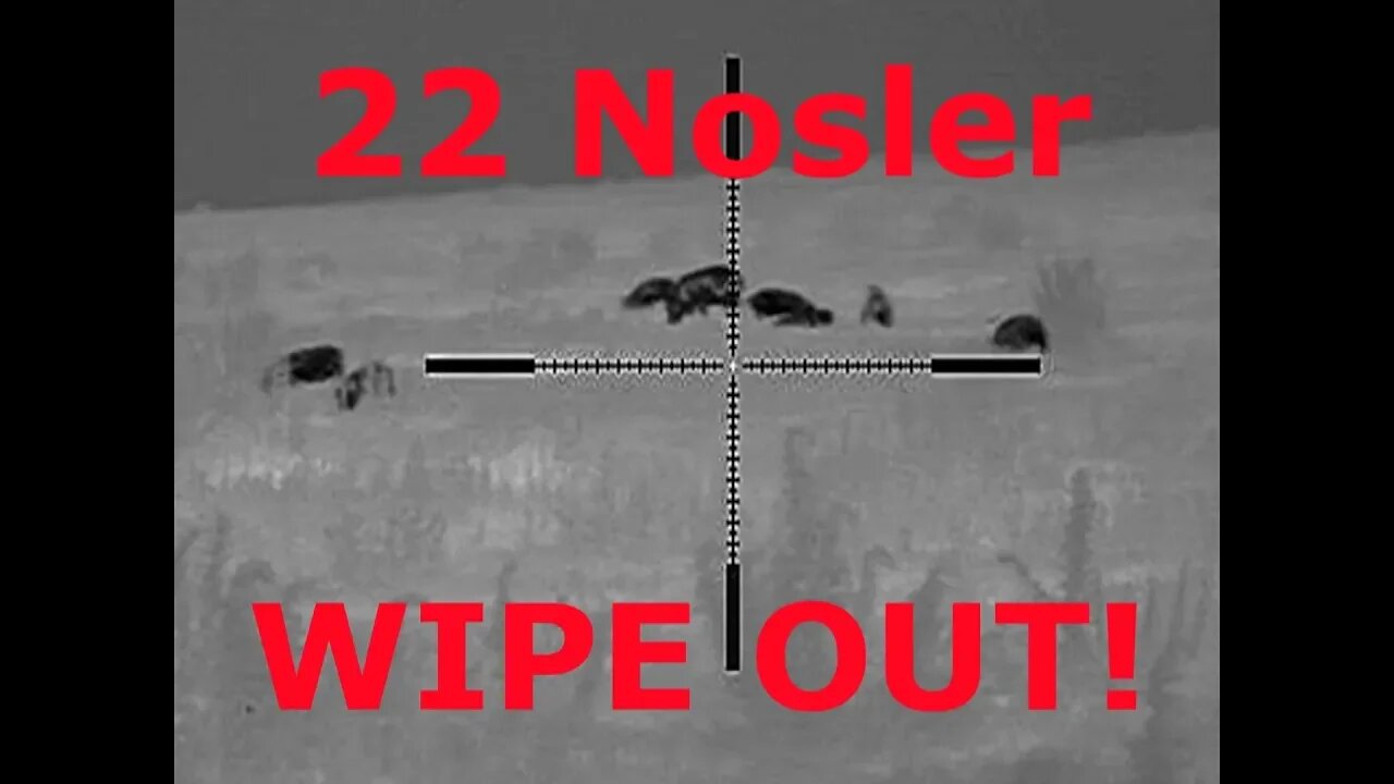 Thermal Hog Hunt 22 Nosler Takes out the whole group