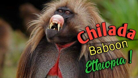 Chilada baboon only found in Ethiopia ||Bleeding-heart monkey||