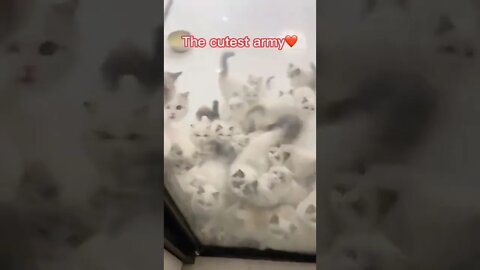 The cutest cat army 🥰 Funny and Cute Cat Video Compilation #short