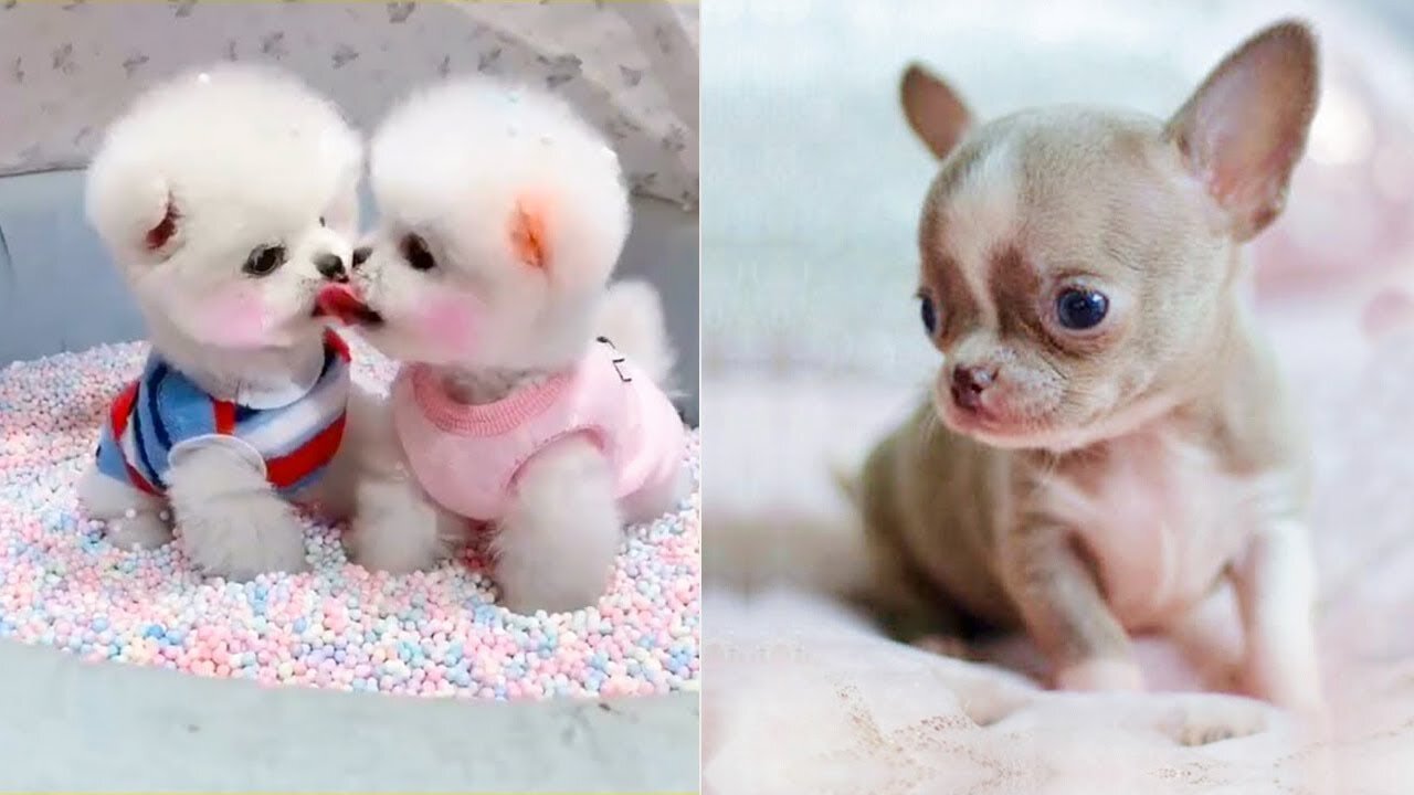 Baby Dogs - Cute and Funny Dog Videos #34