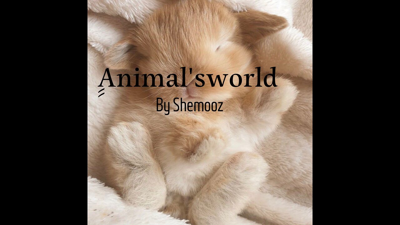 Animal's World - Funny Animals