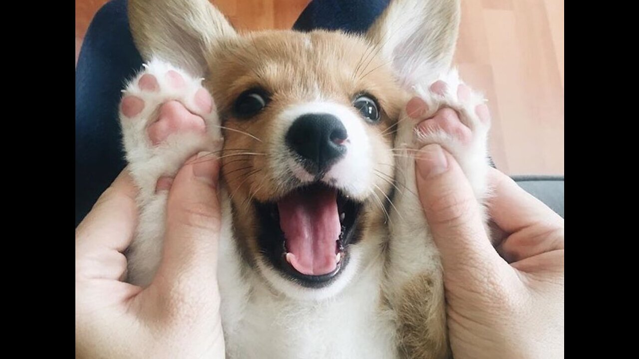 CUTEST CORGI Compilation