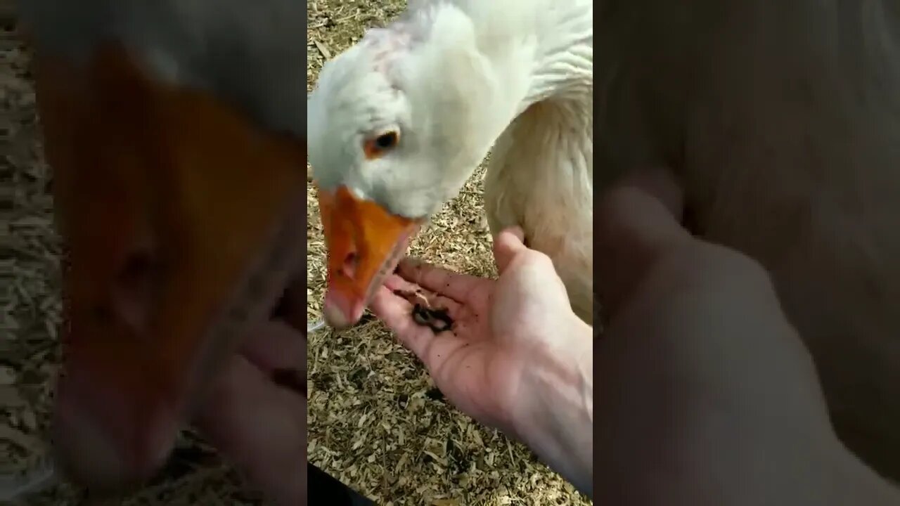 #snacktime #goose #geese #homesteading #farmanimals #cuteanimals #homesteadlife #farm #smallfarm