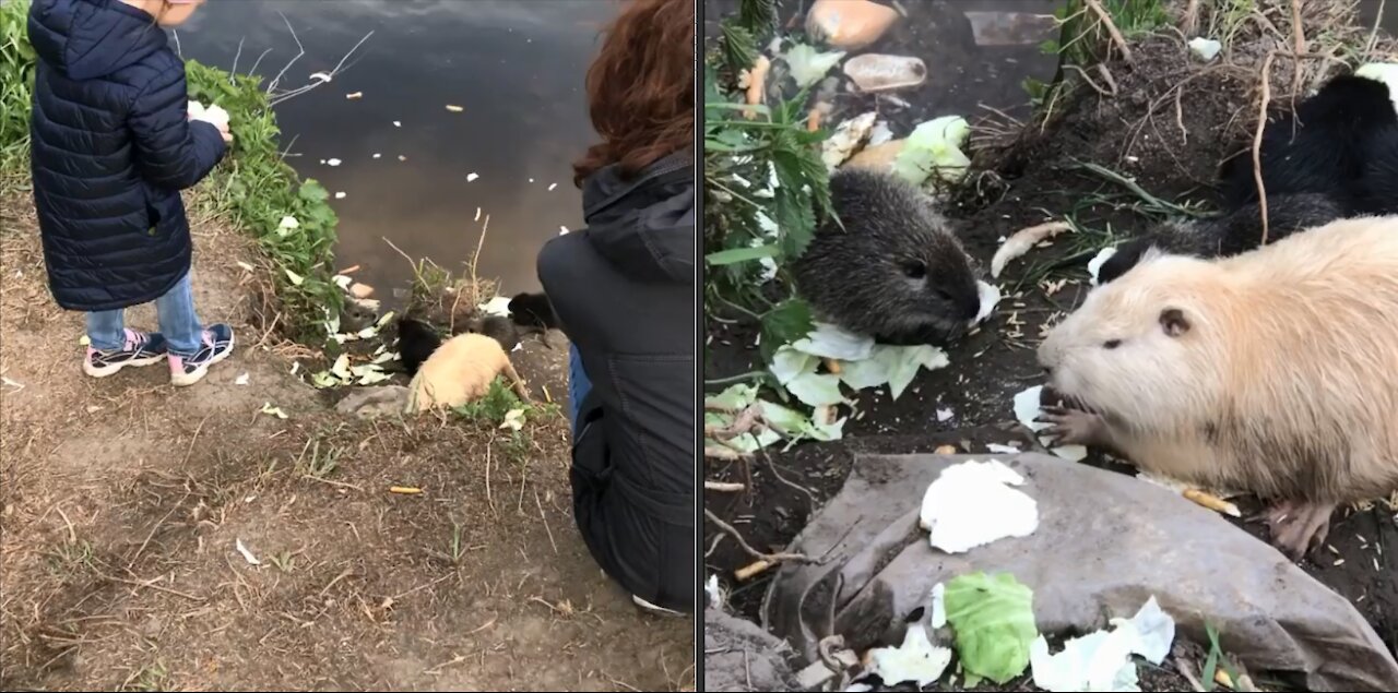 Children fed wild animals