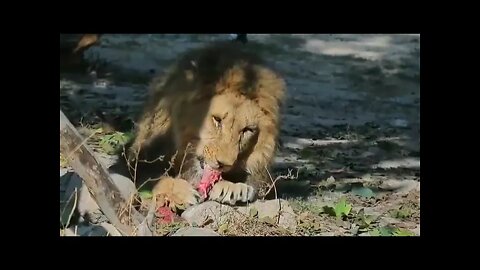 natural beauty video .The lion is hunting and eating.video.