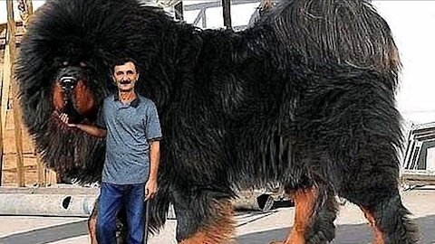 11 Biggest Dogs in whole world