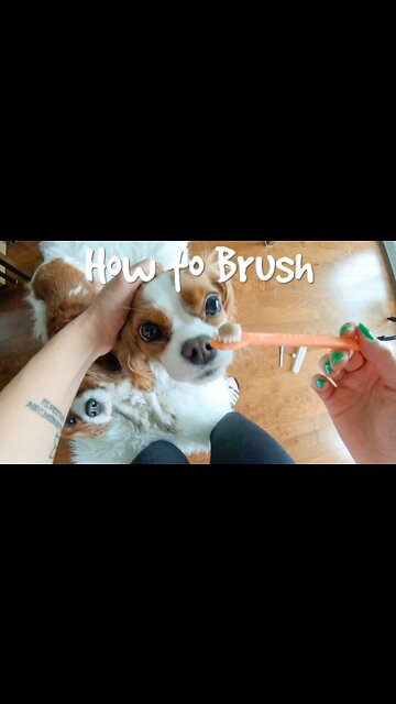 How to Brush Your Dog's Teeth Video