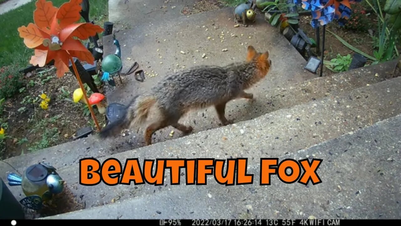 A Beautiful Gray Fox Visits 😍