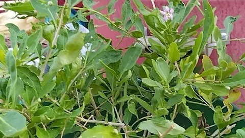 Update On Our Tomato And Corn And Time To Plant Some Beans!