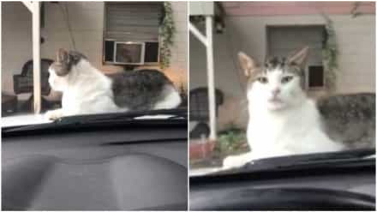 Gatto si fa dare un passaggio sul parabrezza
