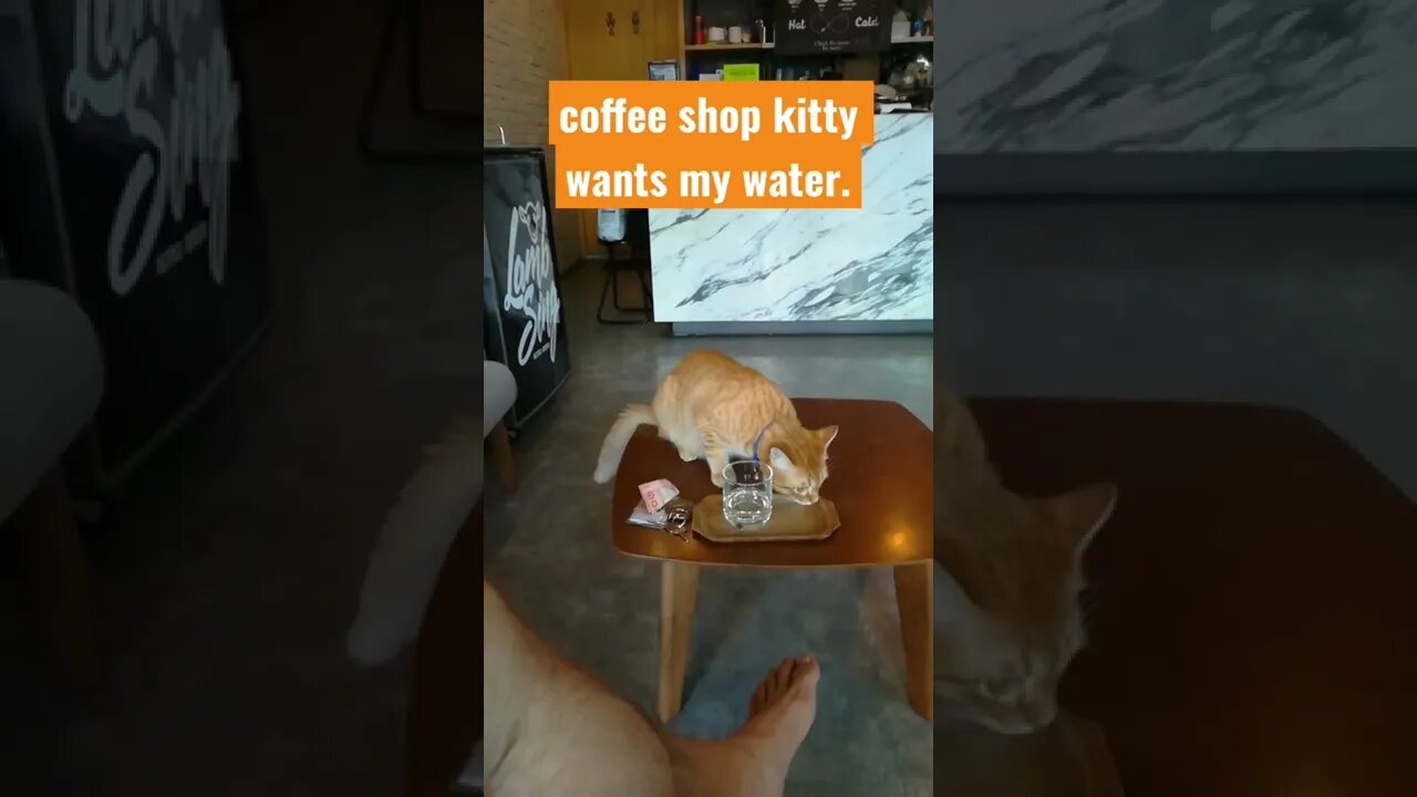 Kitty asks for water 💧