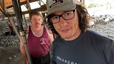 Finishing Up The Sheep Shearing In Oregon