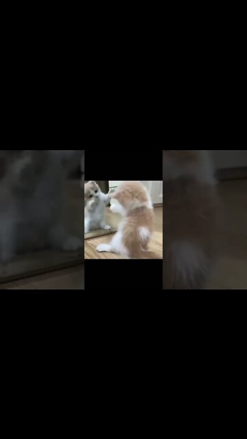 #cutecat #shorts #funnycats