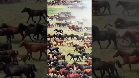 Animais Procurando a Arca de Noé 🤩🐎🦌🥰 #shorts