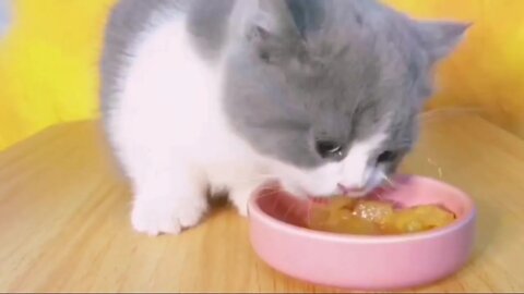 🐱Cutest Cats🐱Cat likes meat