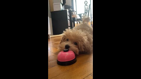 A cute maltipoo playing with a bell