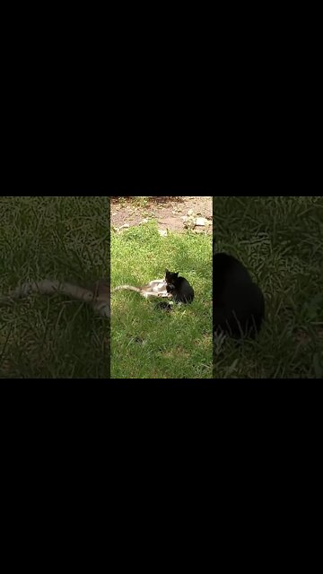 And The Fight Begins...