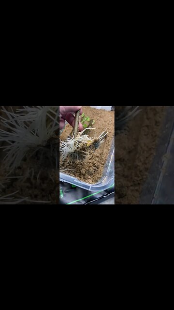 HOW TO TREAT MOLD ON CUTTINGS!!