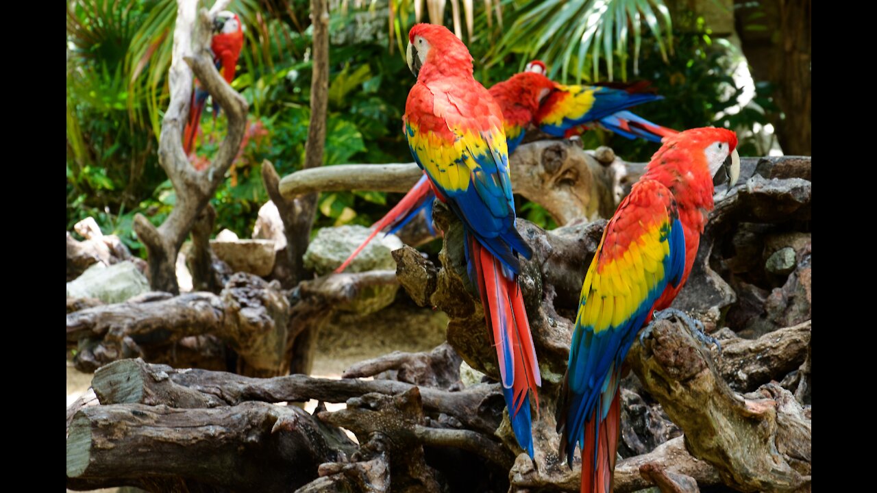 Cute Parrot video's compilation cute moment of animals | Funny Parrots