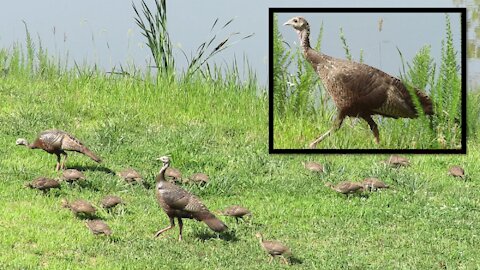 17 wild turkey chicks in our yard!