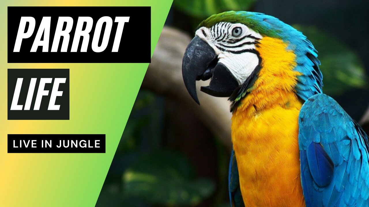 The life of parrots in the jungle
