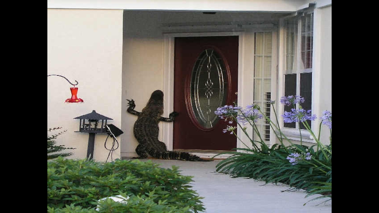 ALLIGATOR RINGS DOORBELL OF A SOUTH CAROLINA RESIDENCE!