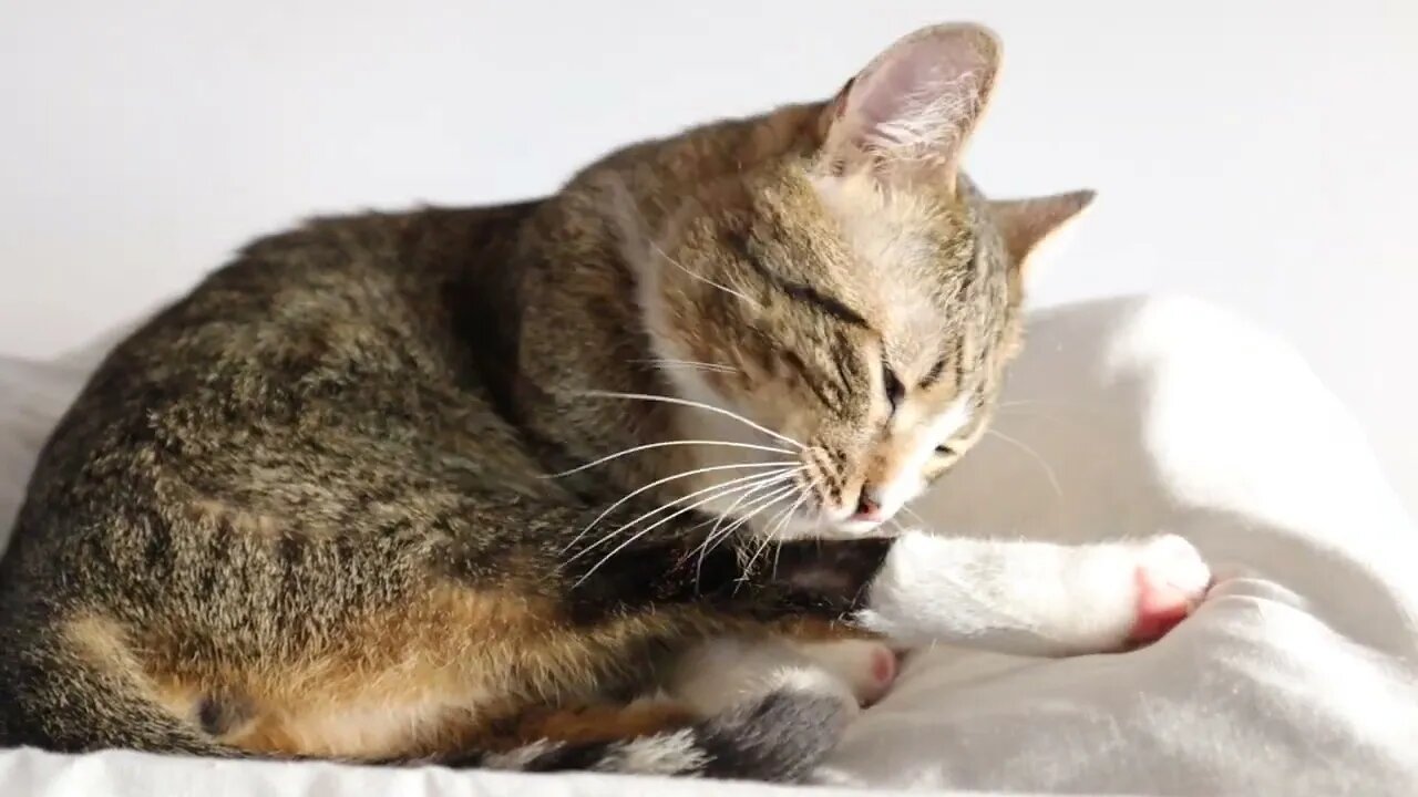 Cat Sits Down and Takes a Little Bath