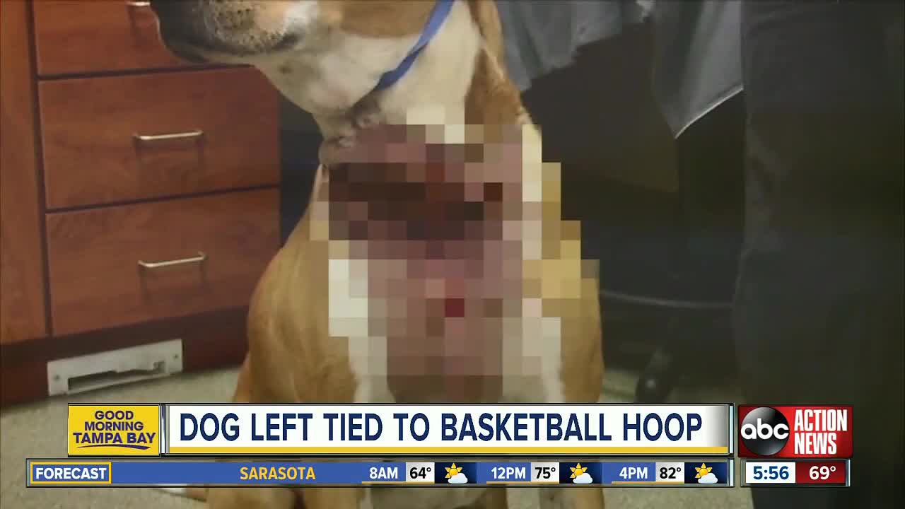 Dog left tied to basketball hoop