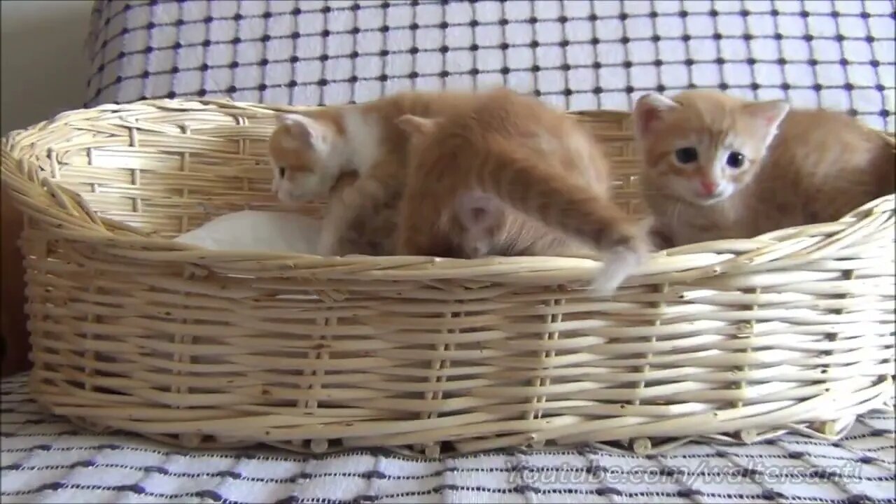 Mom cat with 4 meowing kittens