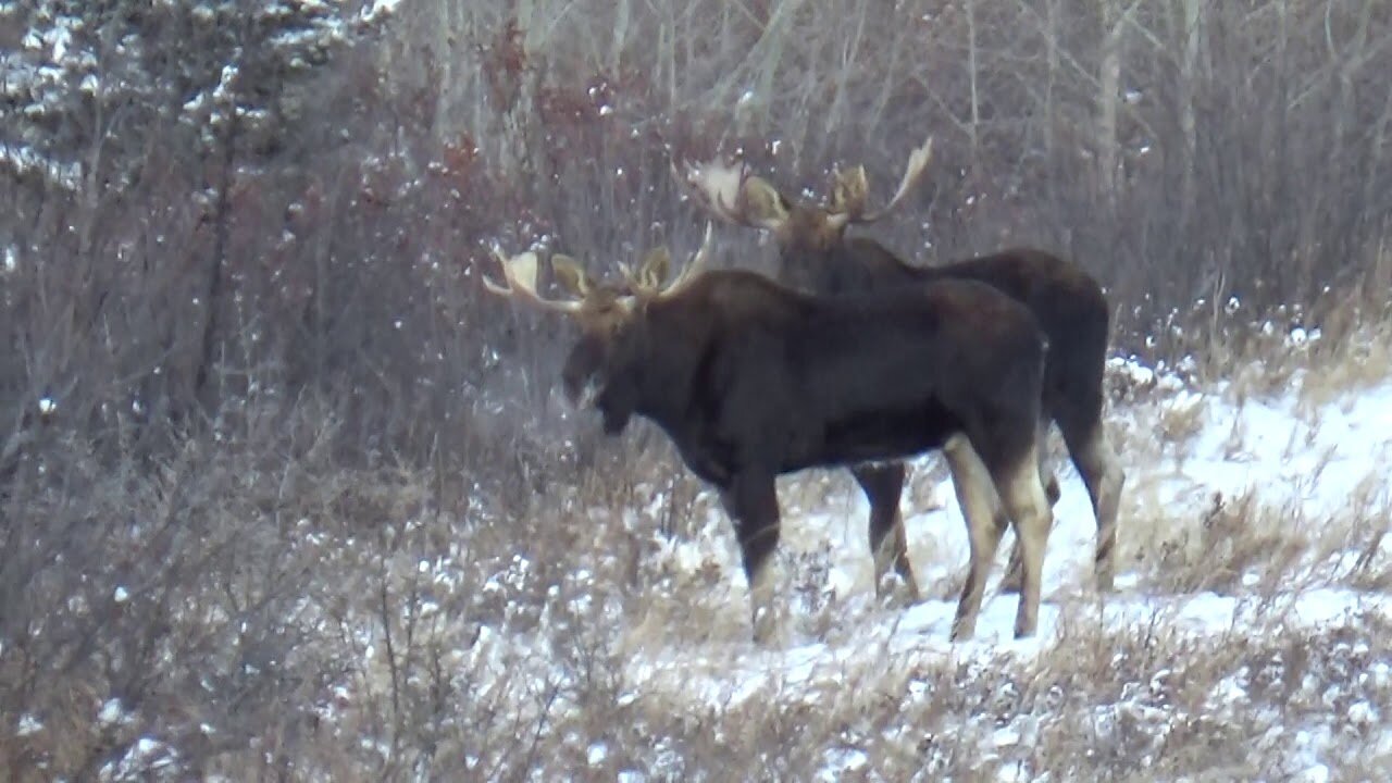 Bull Moose at Dorothy, Drumheller, AB, CA