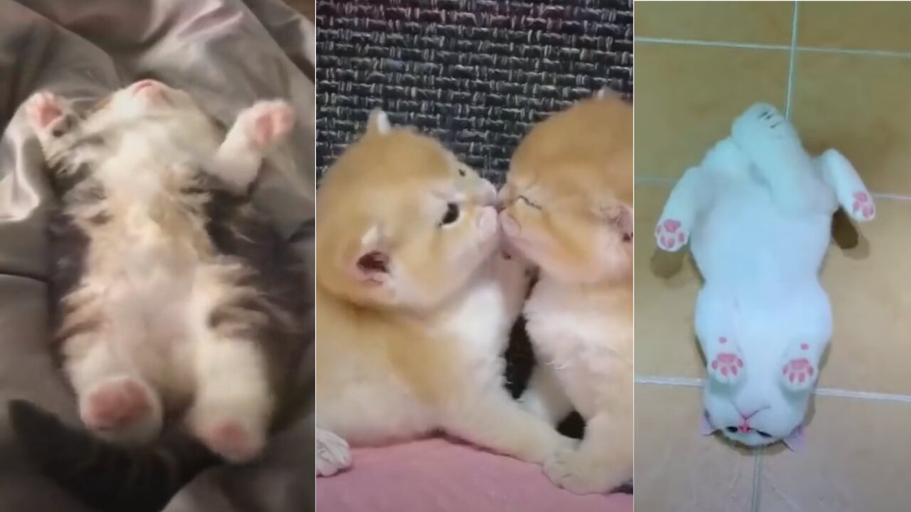 Baby Cats - Cute and Funny Baby Cat Videos Compilation