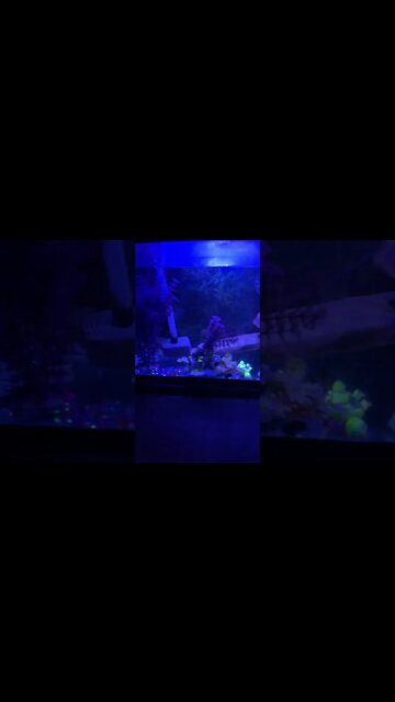 #networkmarketing #aquaponics #fish #grow #wtif #selfsustainable #night #goodmorning #try #neat