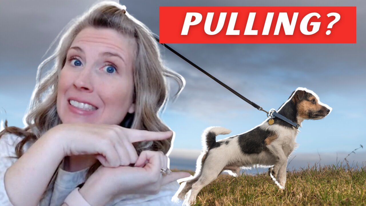 Why Do Dogs Pull On Leash? And How To Stop It