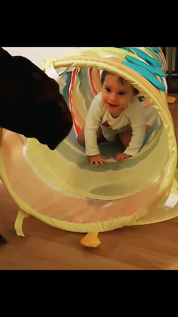 Great Dane fascinated by toddler in play tube