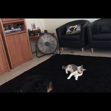 Cat Chases Air From The Fan