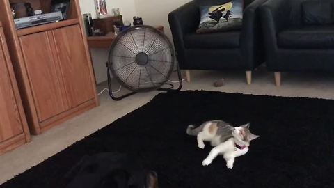 Cat Chases Air From The Fan